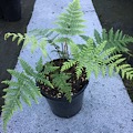 Cyathea dealbata 